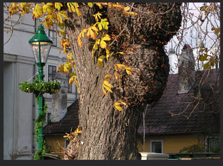 DNKO__5169_